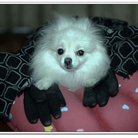 ��ɹ����ʥƷ��+èè�����ס�Χ����ñ��