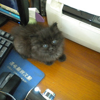 �Ҽҵĵڶ���Сè