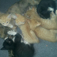 �Ҽҵĳ���֮һ