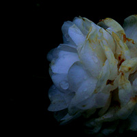 ����ǧ�ٻ���С�ʡ�+���Լ��ͺ���