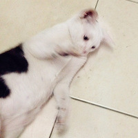 ���Ի��ɳ��ռǡ�  ������Ϣ��û����С�Ի�������������ù԰���