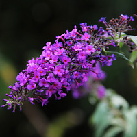 ƽ��է�ֺ�Ư����