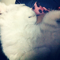 ���м�è �� ��ͼ��ö^_^