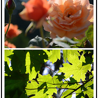 ���ڷ�Ҷ�������İ��������~~