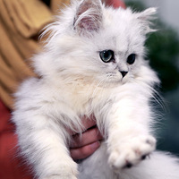 ������ľ�кܿɰ���