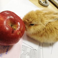 �칫�ҵ��ȳ衪����ֽС��