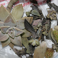 �����Ұ���� ������Ը����ģ�����ֲ��DIY����Ҳ�����ϡ���