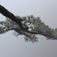 ��ɽ�ƺ���ѩ��