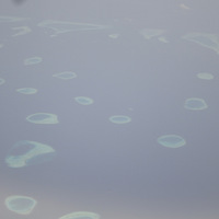 ��ζ����ζ���ٻ�ζ��~����������