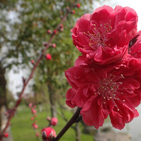 ��ɫ��԰�ز�ס��һ֦���ӳ�ǽ����