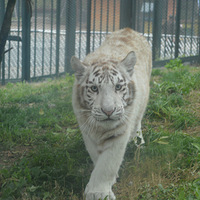 �����μ�