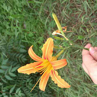 ���ϴ�ɽ��