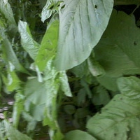 �ػع����Щδ����ȴ���˺���