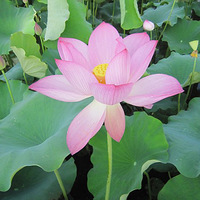 ����һ��ɻ���