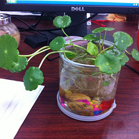 �ҡ��ҡ�����ɫ���硣