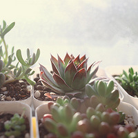 ��ɫС����