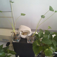 �������ߵ�ֲ��