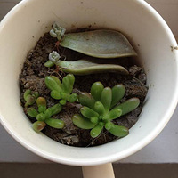 �Ҿ��Ĵ���Ķ���ֲ��