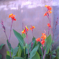 ���Ƕ���ֲ���