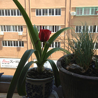 ���������ֲ��