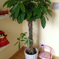 �Ѽҵ���԰����̨��¶̨