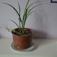 zfjun��ֲ��԰