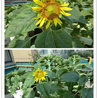 ���ǵ��̳�