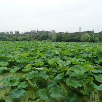 ����԰�кɻ��ˣ���Ȼ���ǻ����Ķ࣬���Ǻܺÿ���