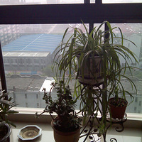 �ҼҵĻ����ݲ�