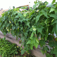 �˼��ֻ����Ҽ��ֲ�--���ҵĿ��в�԰