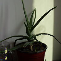 ����ӵ�е�ֲ��