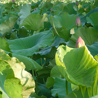 ����԰�ɻ���ƪ-����ʮһ���峿