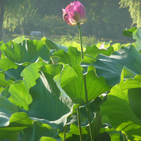 ����԰�ɻ���ƪ-����ʮһ���峿 ��