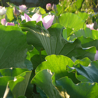 ��������̫ƽ��ĺɻ�