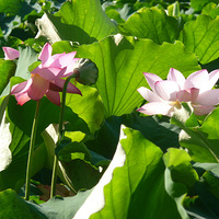 �������ɻ�3