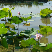 �������ɻ�4