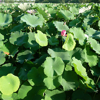 �������ɻ�5