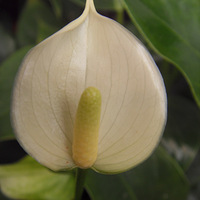 �Ұ�ֲ���΢��ͷ