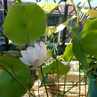 �����ձ���Ҵ�����+ǧɷɷ����̨��������Ů�� ��2��