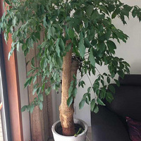 holdס��һ�Ĳ��Ǻ�ֲ�֣���ֲ���֣�