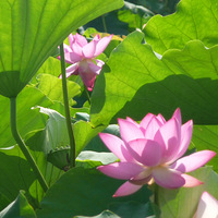 ���Ǻɻ���