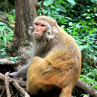 �������ǭ��ɽ��԰�ĺ�