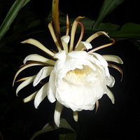 �Ҽ�꼻�������