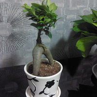 �����ҵ���ɫֲ��+�߲�ˮ����