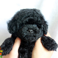 ��Ҳ���ո����� ��һ�����Ǽҵ�������С��С�ں�̩�ϣ������