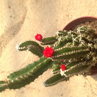 ɹɹ�����ֲ��