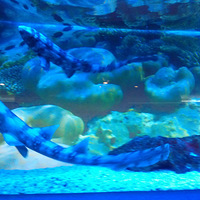 �Ϻ�ˮ���-ˮĸ ��ˮ��ˮ���