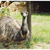 ����Ұ������԰֮��