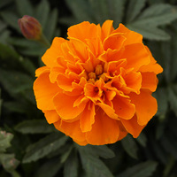 ~~~С���ٳ��ݻ��������~~~