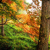 �����С����ϻƹŵ�(������Ƭ)